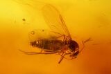 Two Fossil Flies (Diptera) In Baltic Amber #150744-2